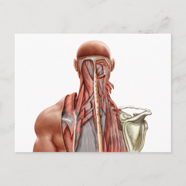 Carte Postale Anatomie Humaine Montrant Des Muscles Profonds Dan (Devant)