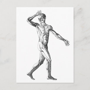 Carte Postale Anatomie humaine vintage, Muscles du corps masculi
