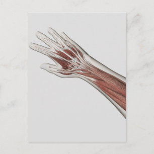 Carte Postale Anatomie Musculaire Du Bras Humain Et De La Main