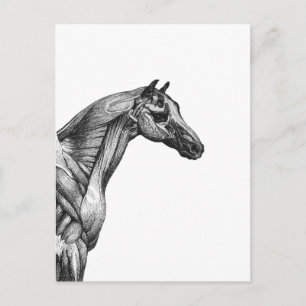 Carte Postale Anatomie musculaire du cheval rétro
