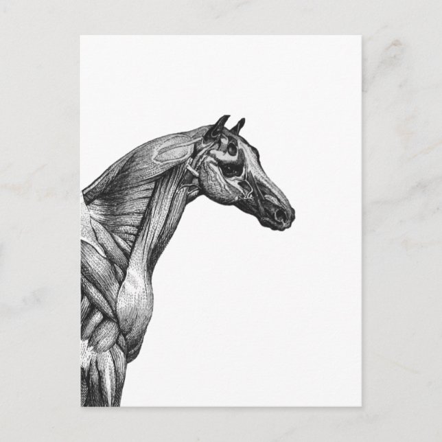 Carte Postale Anatomie musculaire du cheval rétro (Devant)