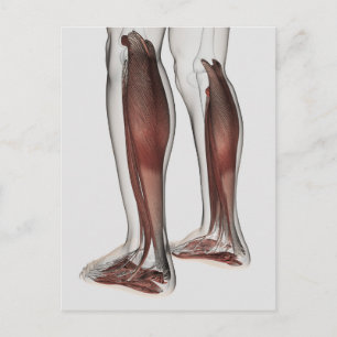Carte Postale Anatomie Musculaire Homme Des Jambes Humaines, Ant