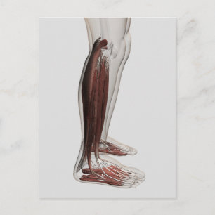Carte Postale Anatomie Musculaire Masculine Des Jambes Humaines,