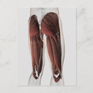 Carte Postale Anatomie Musculaire Masculine Des Jambes Humaines 