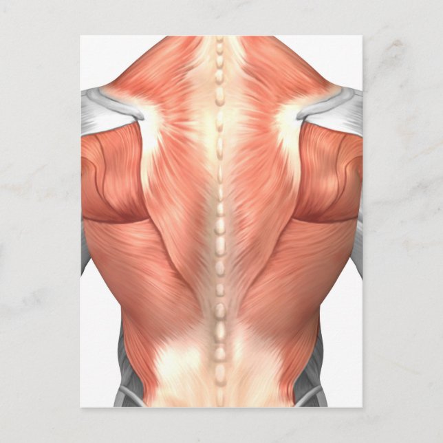 Carte Postale Anatomie Musculaire Masculine Du Dos Humain 1 (Devant)