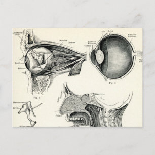 Carte Postale Anatomie - Sens humains