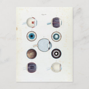 Carte Postale Anatomie vintage de l'oeil humain