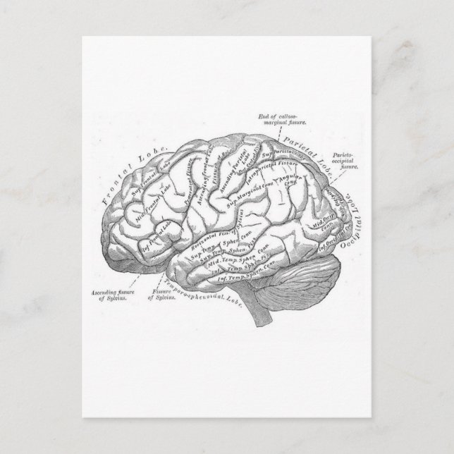 Carte Postale Anatomie vintage du cerveau (Devant)
