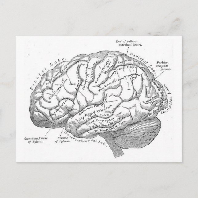 Carte Postale Anatomie vintage du cerveau (Devant)