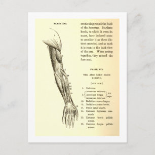 Carte Postale Anatomie vintage   Muscles du bras (vers 1852)