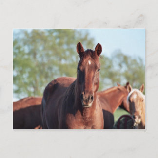 Carte Postale ANB Gotalil Gumption