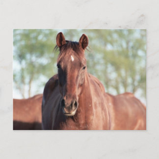 Carte Postale ANB Gottalil Gumption