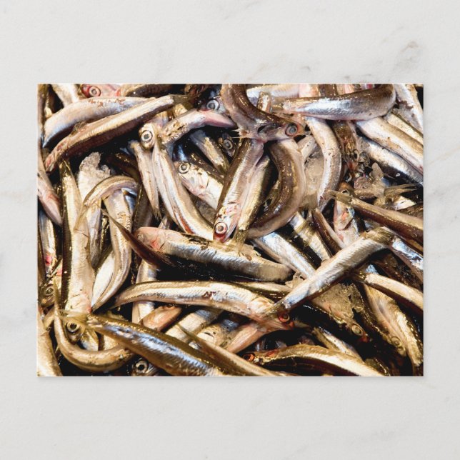 Carte Postale Anchois européens (Devant)