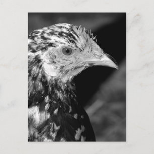 Carte Postale Ancona Hen