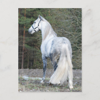 Carte Postale Andalou 2