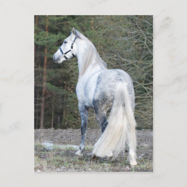 Carte Postale Andalou 2 (Devant)