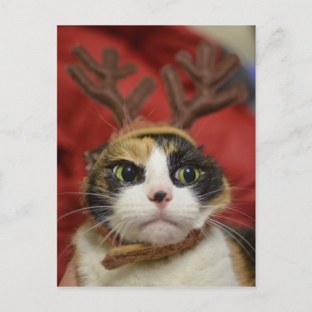 Carte Postale Andouillers de port d'un renne de chat (Devant)