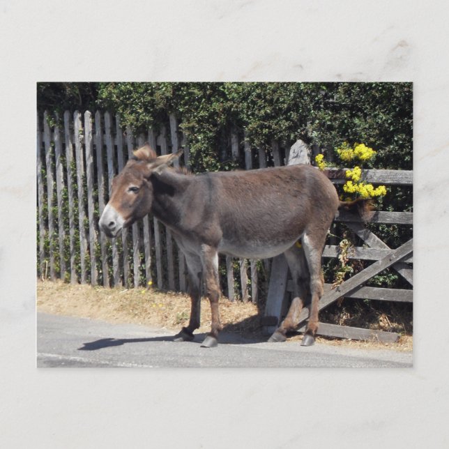 Carte Postale Âne aux fleurs jaunes (Devant)