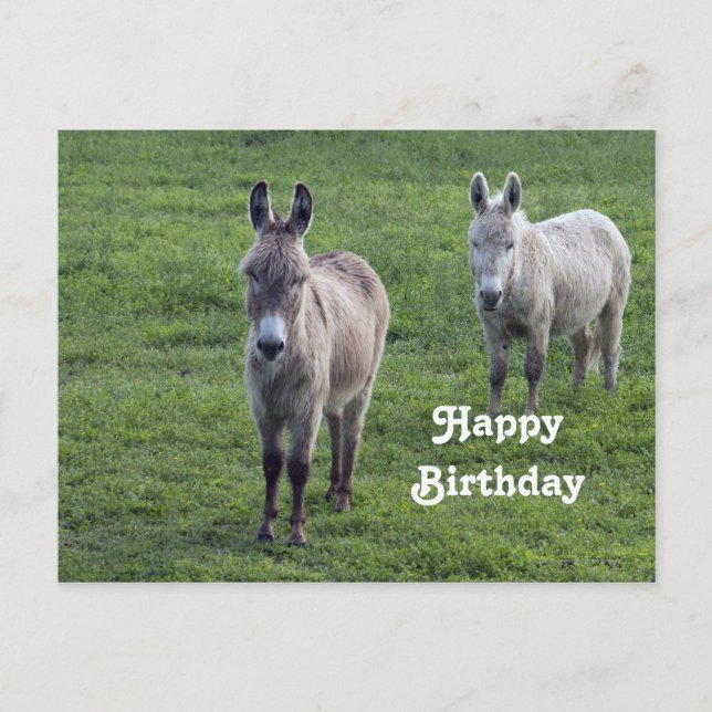 Carte Postale Âne Brun Tan Photo Animal Anniversaire (Devant)