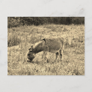 Carte Postale Âne de ton de sépia dans un domaine