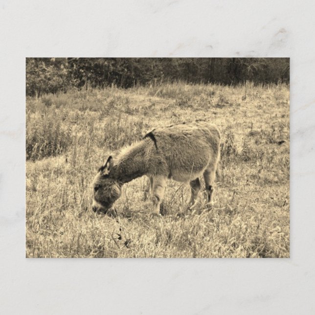 Carte Postale Âne de ton de sépia dans un domaine (Devant)