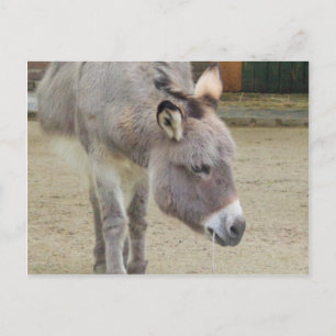 Carte Postale Âne doux, Gris animal, Famille de chevaux