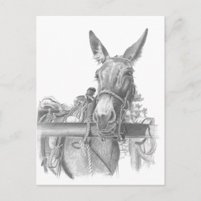 Carte Postale âne mule (Devant)