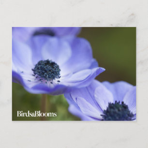 Carte Postale Anémon bleu