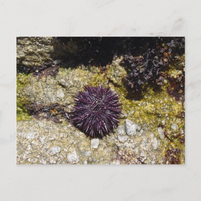 Carte Postale Anémone (Devant)