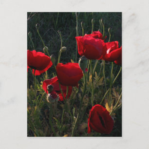 Carte Postale Anémone