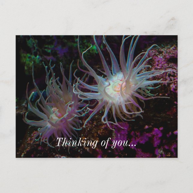 Carte Postale Anémone Crimson (Devant)