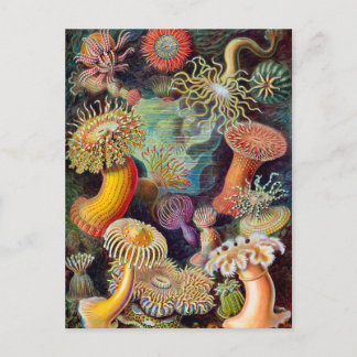 Carte Postale Anémone marine Ernst Haeckel Actiniaea