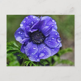 Carte Postale Anémone Raindrop