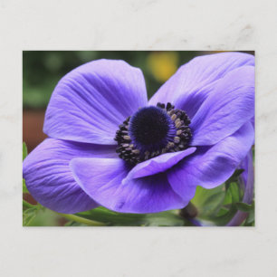 Carte Postale Anémone violette