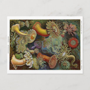Carte Postale Anémones de mer d'Ernst Haeckel