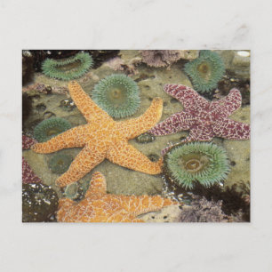 Carte Postale Anémones géantes vertes et étoiles de mer ocre