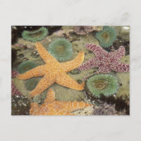 Anémones géantes vertes et étoiles de mer ocres