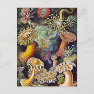 Carte Postale Anémones sous-marines vintages par Ernst Haeckel