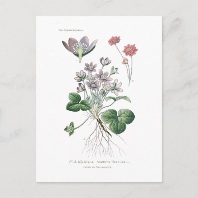 Carte Postale Anéone hepatica (Devant)