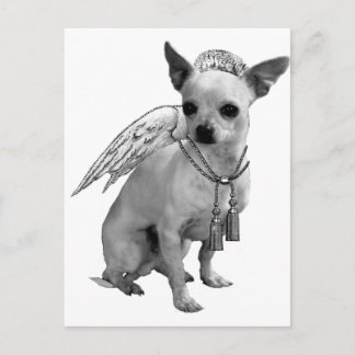 Carte Postale Ange blanc Chihuahua