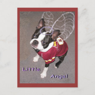 Carte Postale Angel Boston Terrior