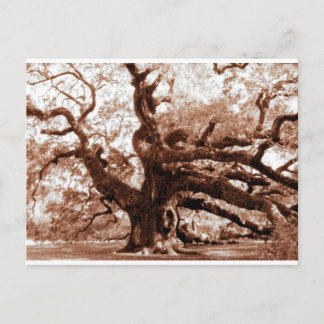 Carte Postale Angel Oak