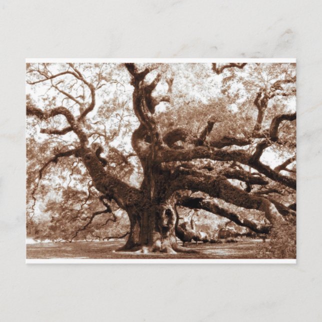 Carte Postale Angel Oak (Devant)