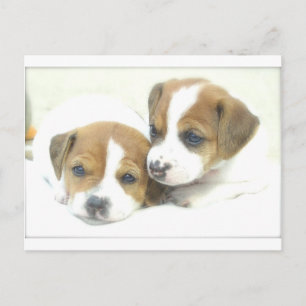 Carte Postale Angel Puppies