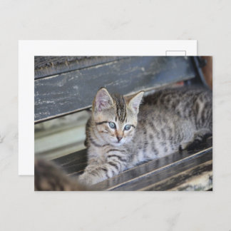 Carte Postale Angelic Kitten