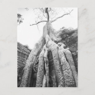 Carte Postale Angkor Cambodge, Arbre Ta Prohm
