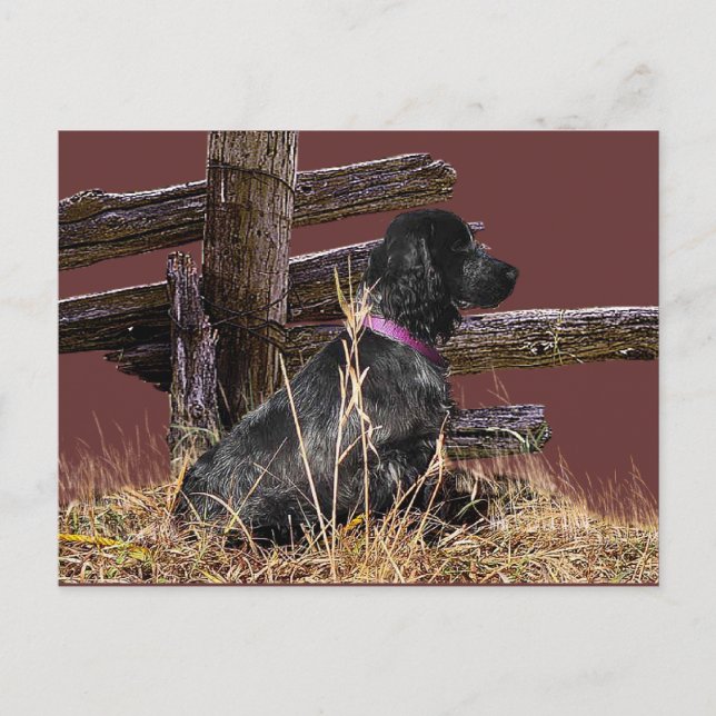 Carte Postale Anglais Cocker Spaniel (Devant)