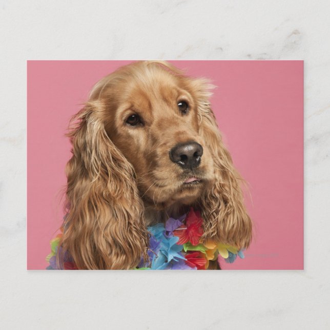 Carte Postale Anglais Cocker Spaniel (10 mois) (Devant)