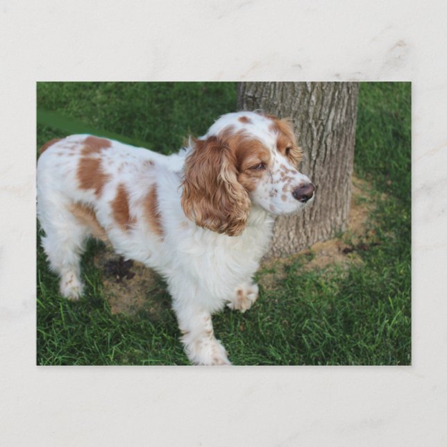 Carte Postale anglais cocker spaniel orange et blanc plein (Devant)
