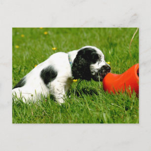 Carte Postale Anglais Cocker Spaniel Puppy avec Red Clog